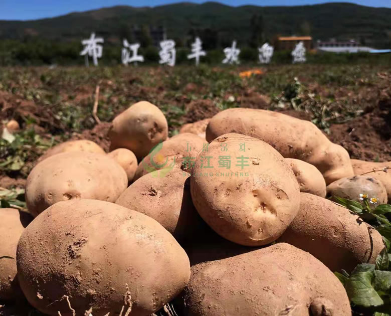 馬鈴薯、烏洋芋良種