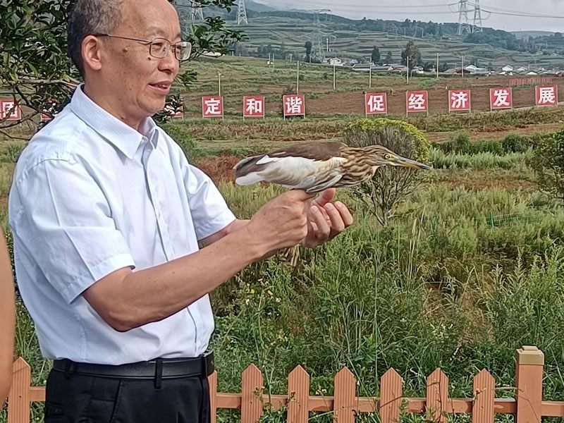 國家一級保護(hù)動(dòng)物池鷺放飛現(xiàn)場